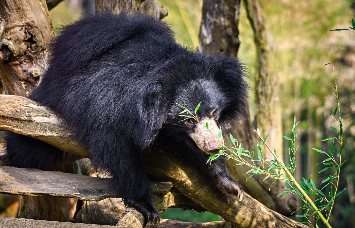 Sloth Bear from Zlín Zoo Transferred to Scotland