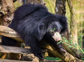 Sloth Bear from Zlín Zoo Transferred to Scotland