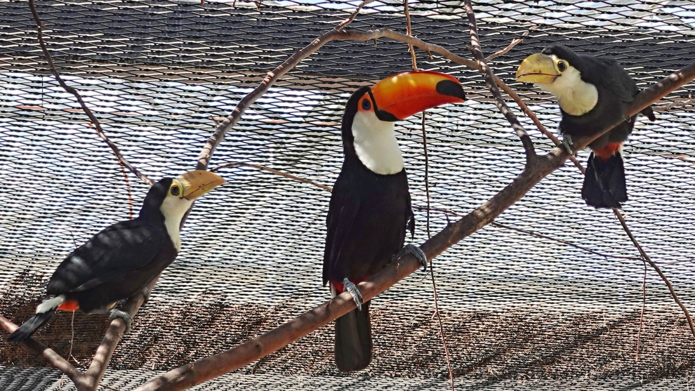 First Successful Breeding of Toco Toucans
