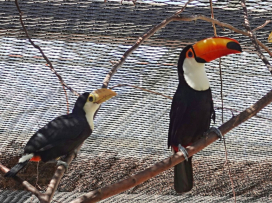 First Successful Breeding of Toco Toucans