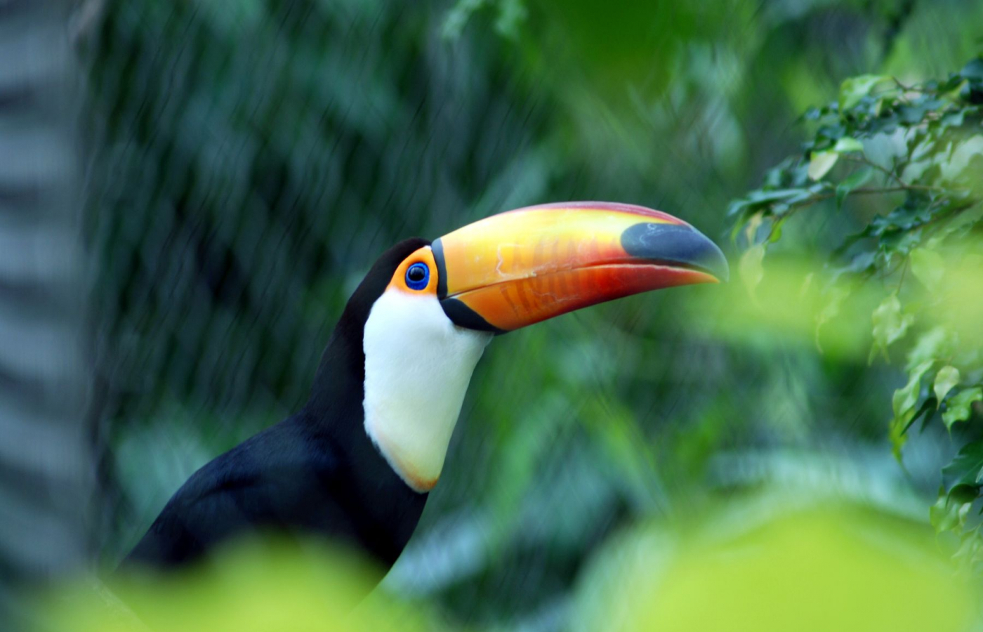 First Successful Breeding of Toco Toucans