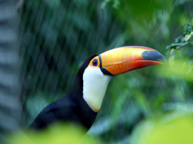 First Successful Breeding of Toco Toucans