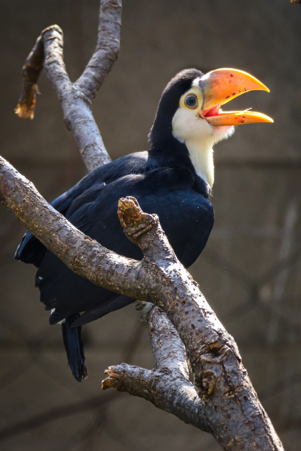 First Successful Breeding of Toco Toucans