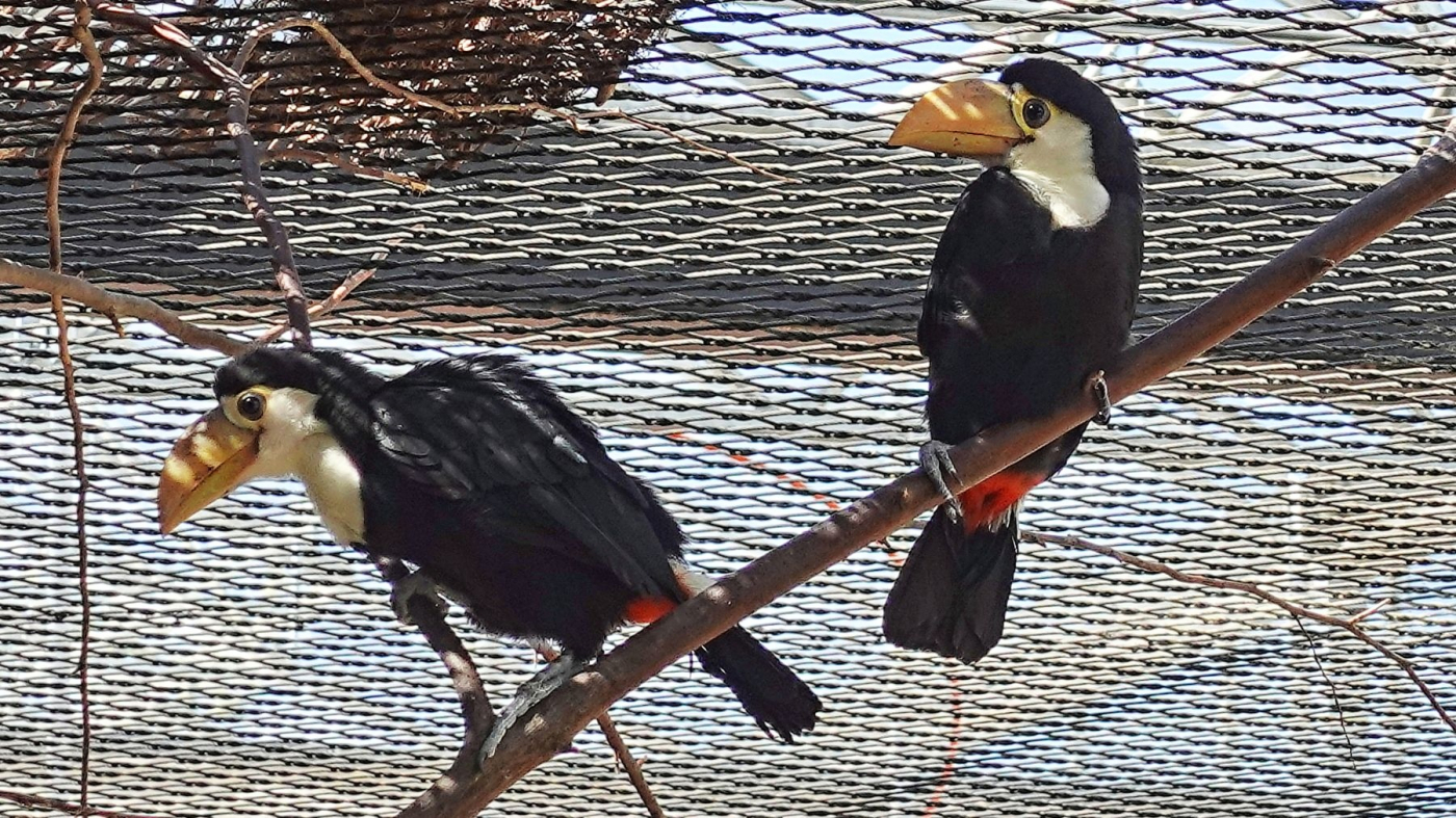 First Successful Breeding of Toco Toucans