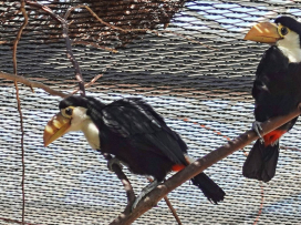 First Successful Breeding of Toco Toucans