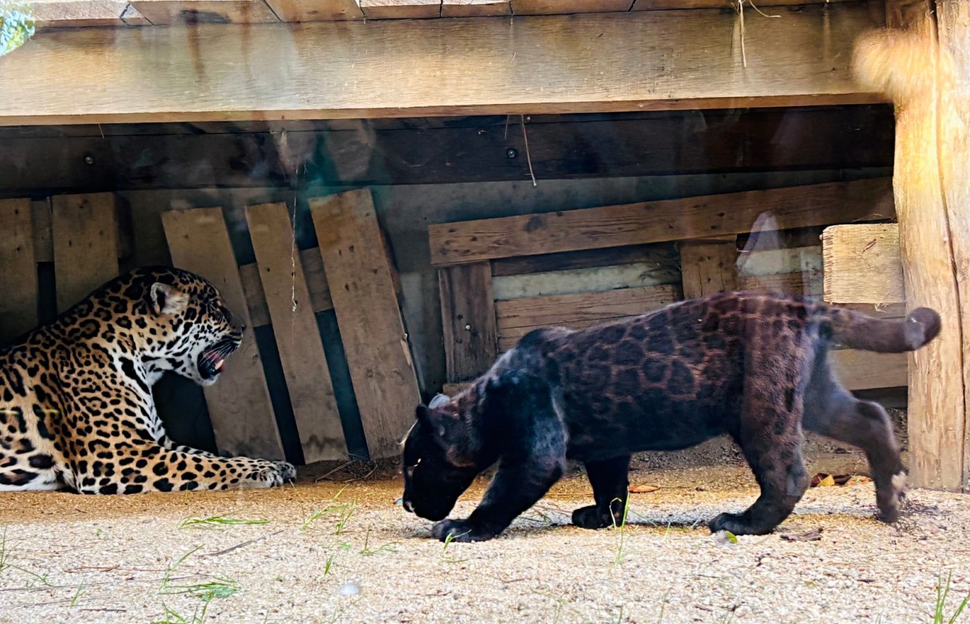Každý pátek v září a říjnu do Zoo Zlín jen za 100 Kč
