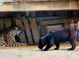 Každý pátek v září a říjnu do Zoo Zlín jen za 100 Kč
