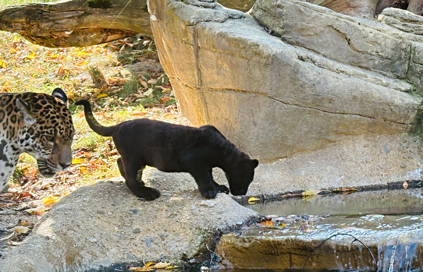 Každý pátek v září a říjnu do Zoo Zlín jen za 100 Kč