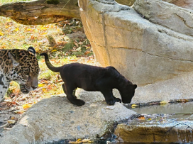 Každý pátek v září a říjnu do Zoo Zlín jen za 100 Kč