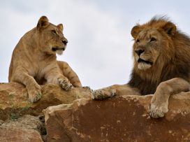 Portál arecenze.cz vyhlásil Zoo Zlín jako nejlepší zoo v ČR