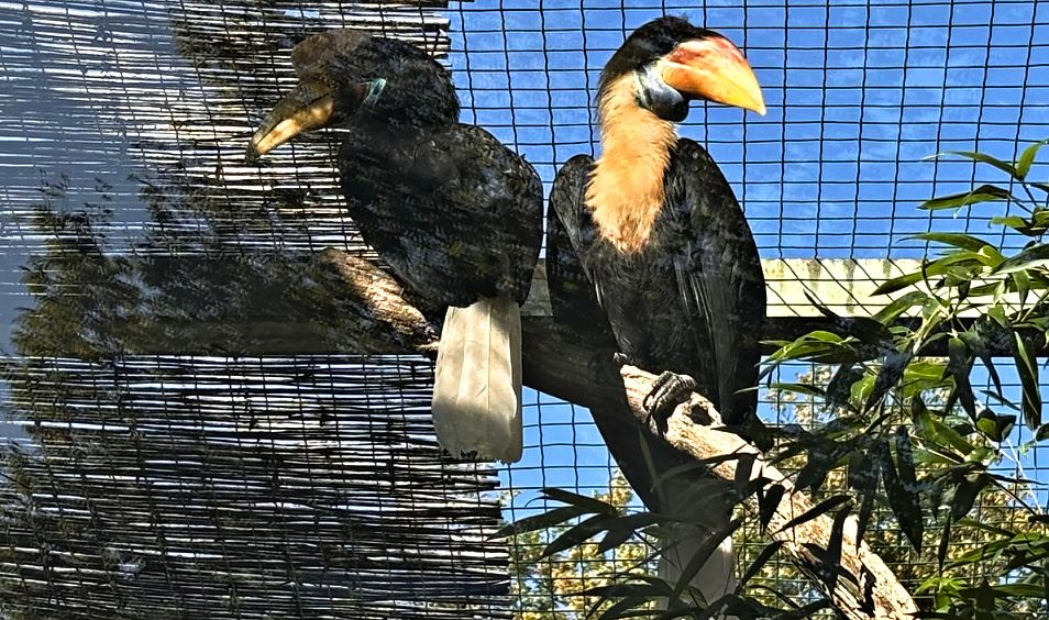 První odchov zoborožce přilbového v českých zoo