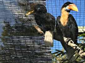 První odchov zoborožce přilbového v českých zoo