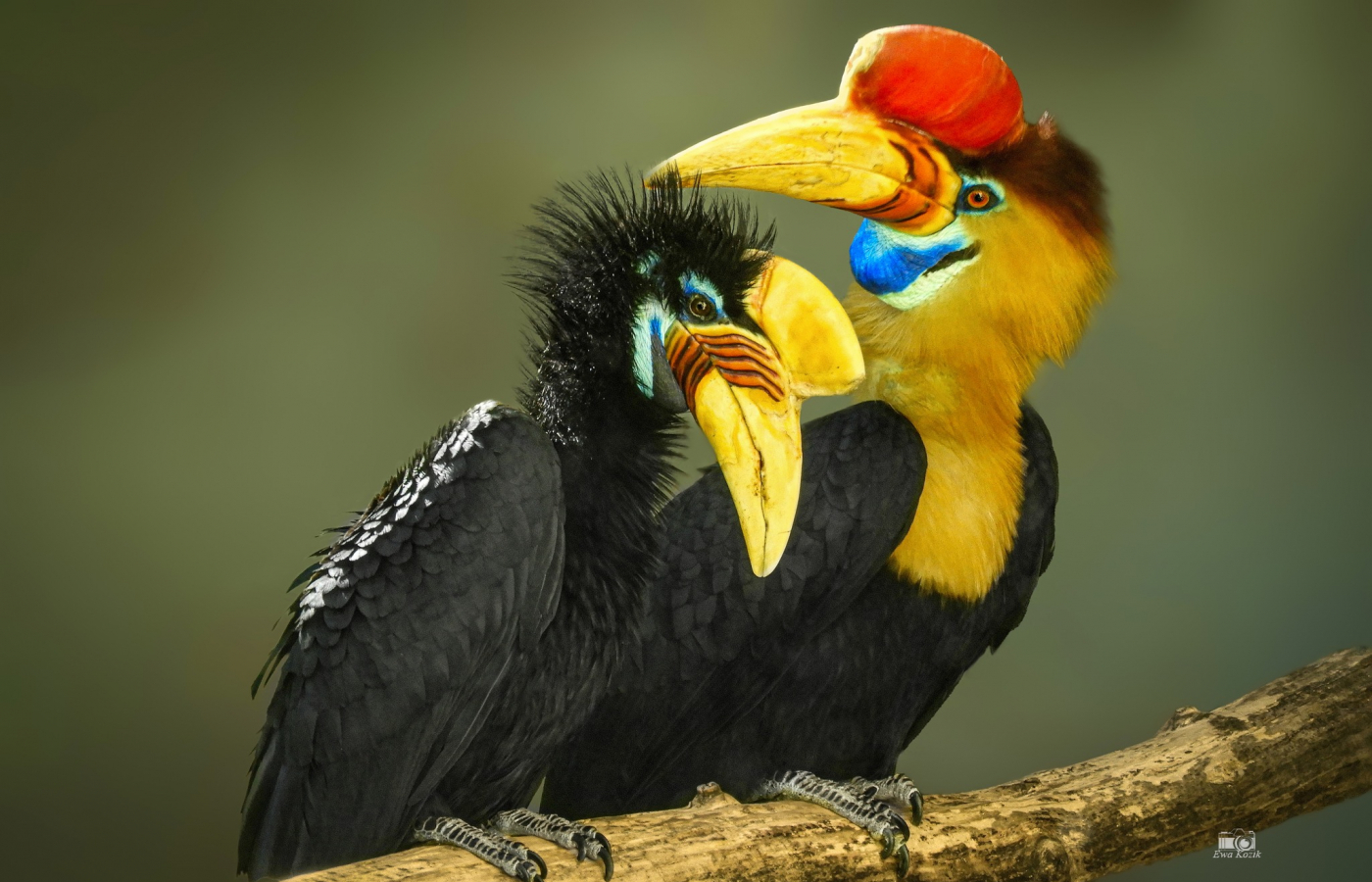 First Breeding of the Knobbed Hornbill in Czech Zoos