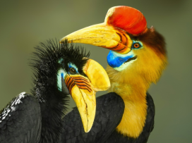 First Breeding of the Knobbed Hornbill in Czech Zoos