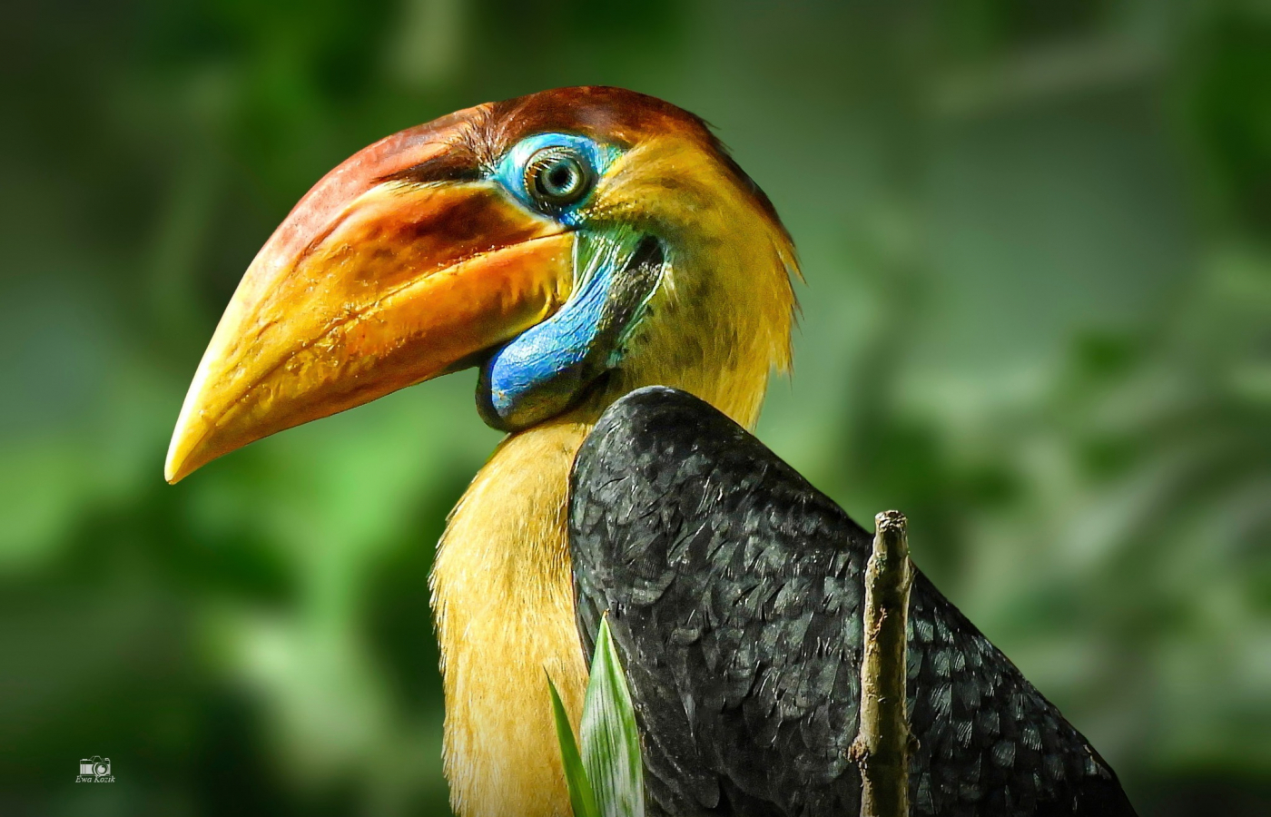 First Breeding of the Knobbed Hornbill in Czech Zoos