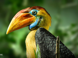 First Breeding of the Knobbed Hornbill in Czech Zoos