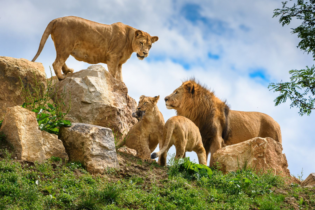The New rescue and breeding center for lions