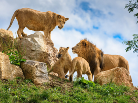 The New rescue and breeding center for lions