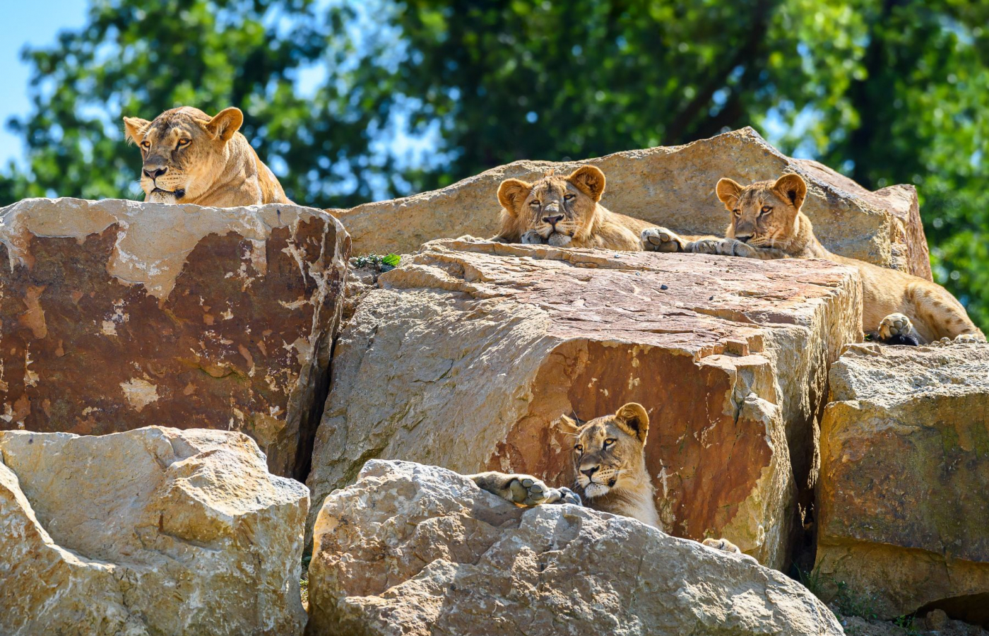 The New rescue and breeding center for lions