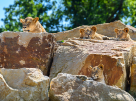 The New rescue and breeding center for lions