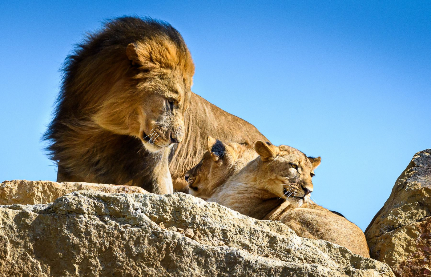 The New rescue and breeding center for lions
