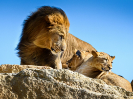 The New rescue and breeding center for lions