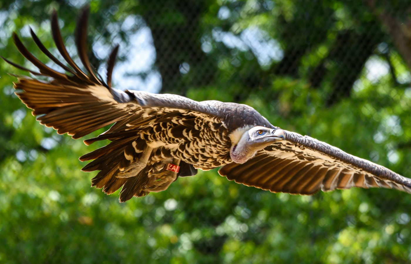 VULPRO COFFEE – Coffee that helps save vultures in Africa