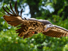 VULPRO COFFEE – Coffee that helps save vultures in Africa