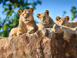 Do Zoo zlín zavítalo již 700 000 návštěvníků!