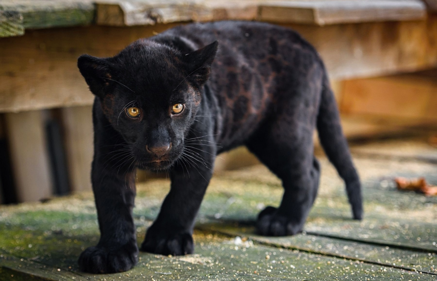 Do Zoo zlín zavítalo již 700 000 návštěvníků!