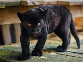 Do Zoo zlín zavítalo již 700 000 návštěvníků!