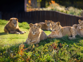 Do Zoo Zlín za zvýhodněné vstupné