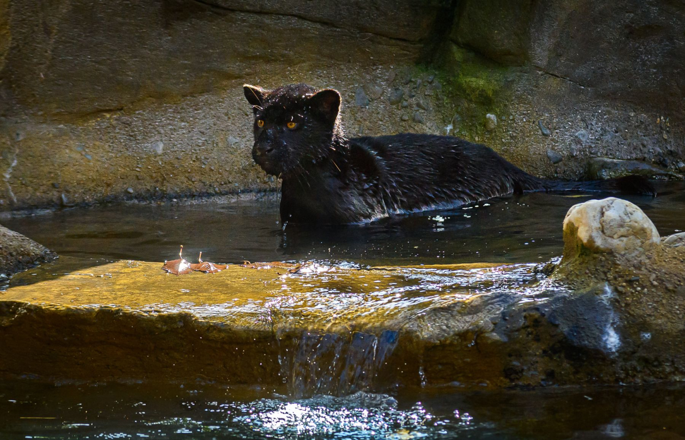 Husí speciality v restauraci Tyrol
