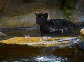 Husí speciality v restauraci Tyrol