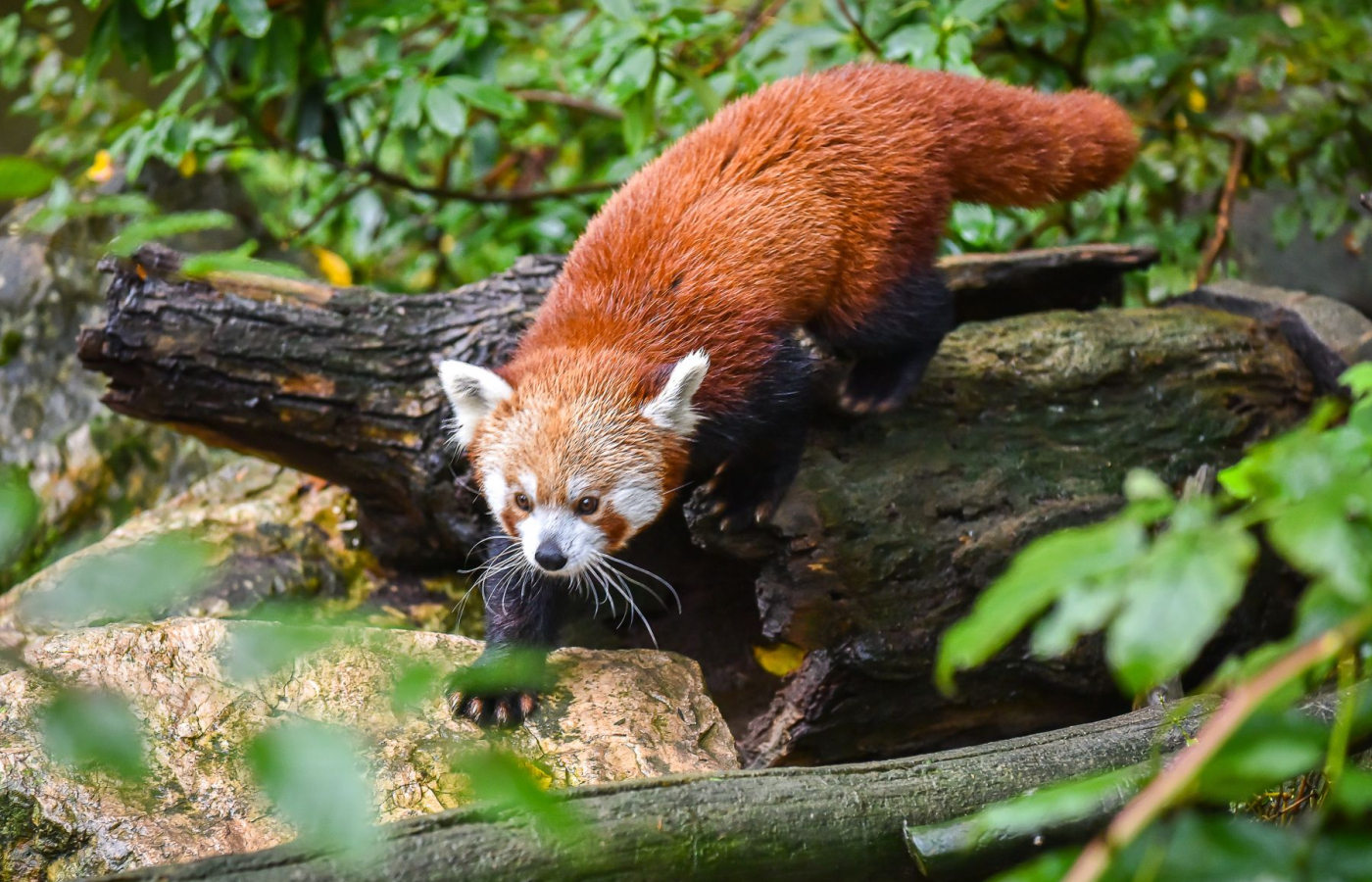 Přijďte si užít kouzelnou podzimní Zoo Zlín