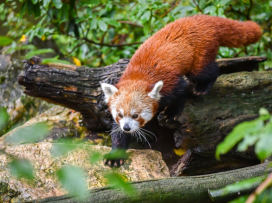 Přijďte si užít kouzelnou podzimní Zoo Zlín