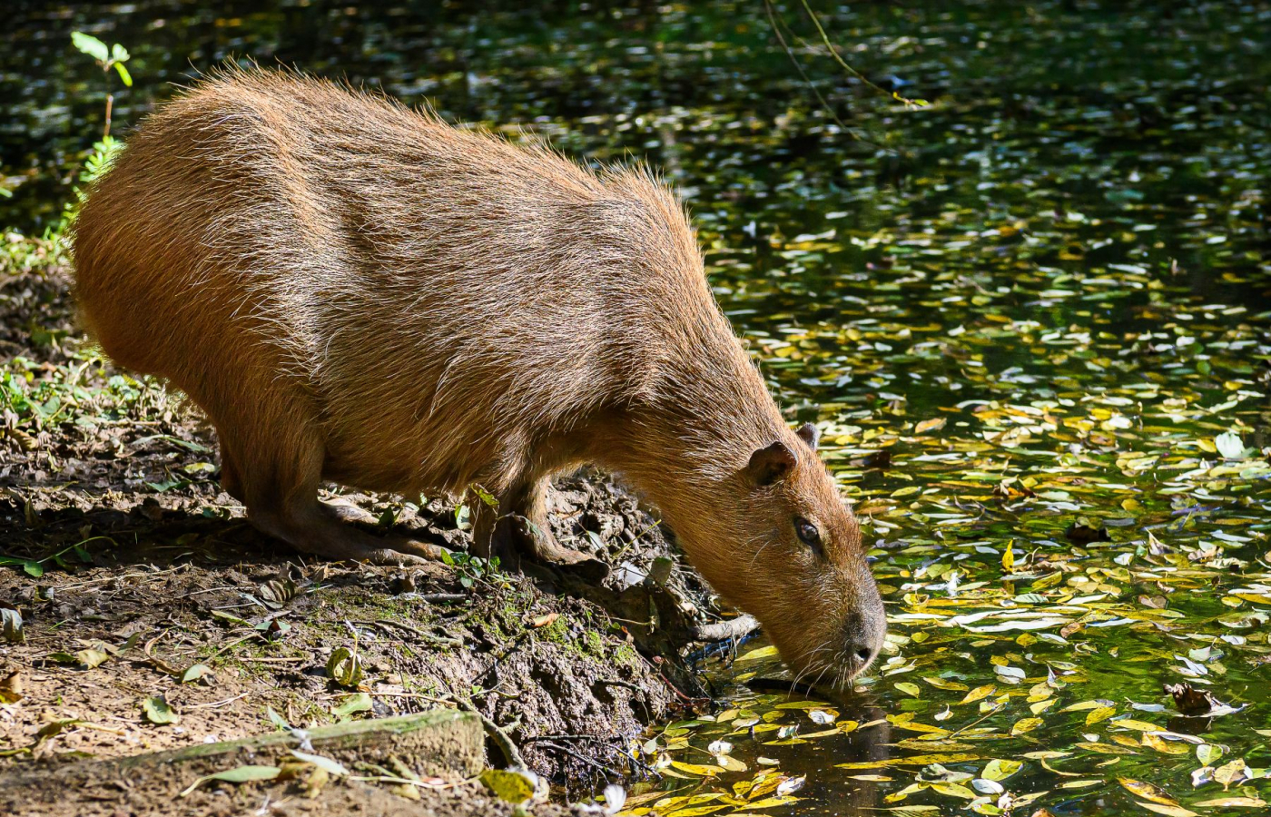 Přijďte si užít kouzelnou podzimní Zoo Zlín