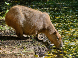 Přijďte si užít kouzelnou podzimní Zoo Zlín