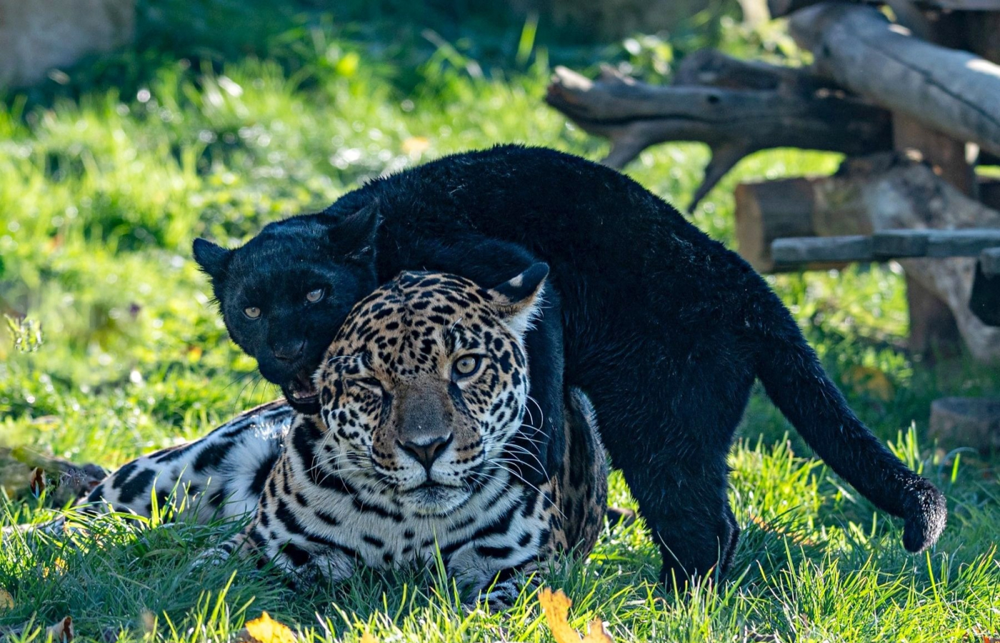 Pestrobarevný podzim v Zoo Zlín