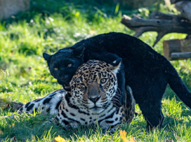 Pestrobarevný podzim v Zoo Zlín