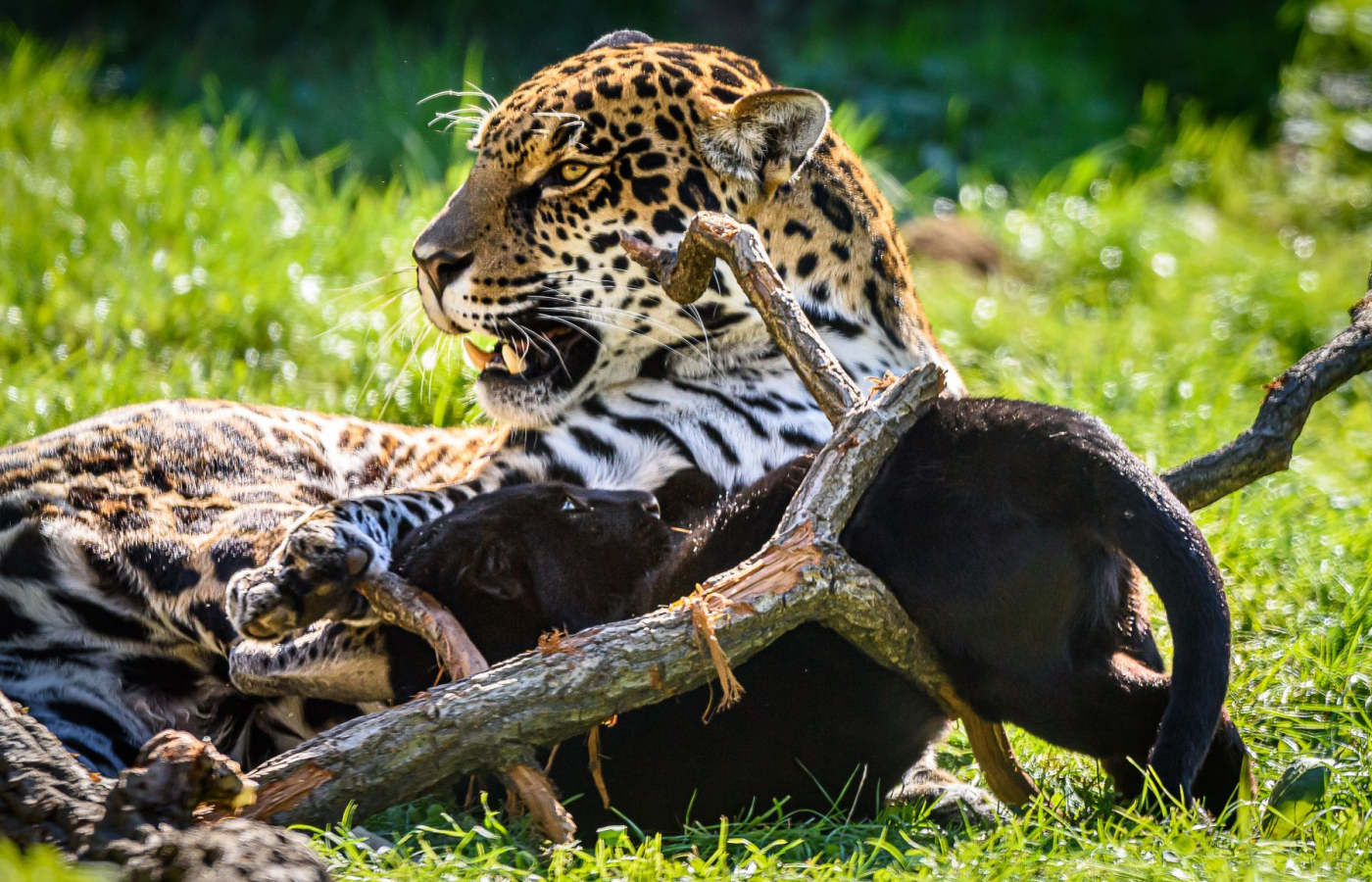 Jaguar Cub Named Mayara