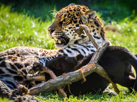 Jaguar Cub Named Mayara