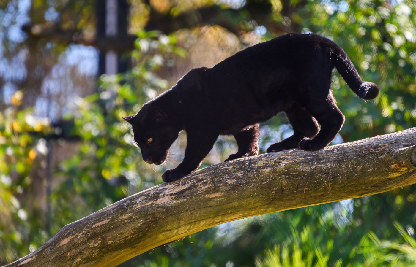 Jaguar Cub Named Mayara