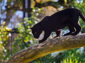 Jaguar Cub Named Mayara