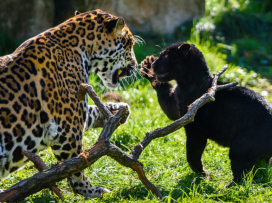 Jaguar Cub Named Mayara