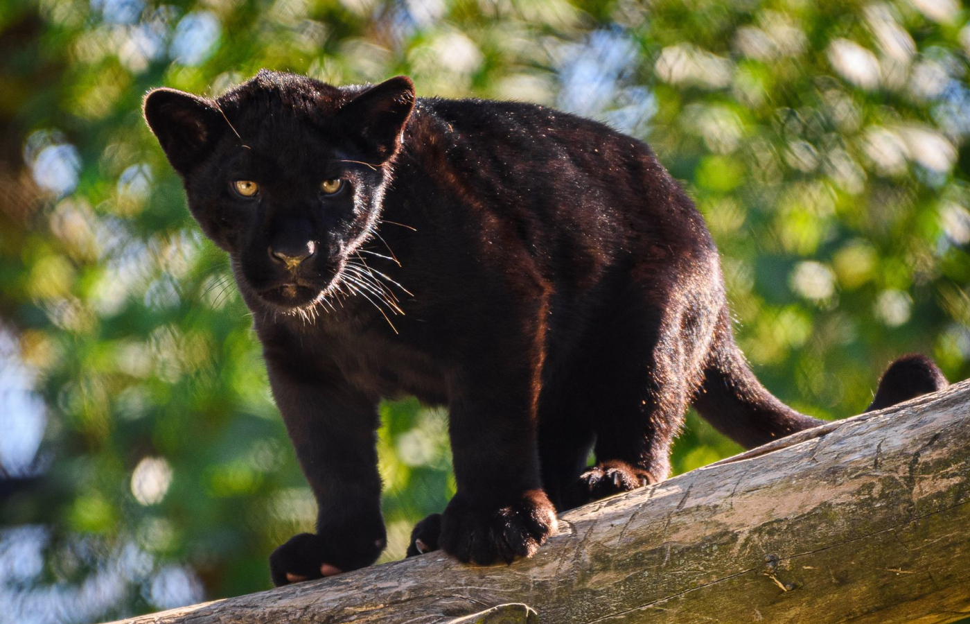 Jaguar Cub Named Mayara