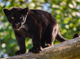 Jaguar Cub Named Mayara
