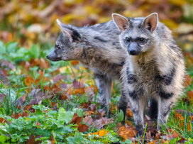 Máme velkou radost, magická meta 800 000 návštěvníků je na dosah