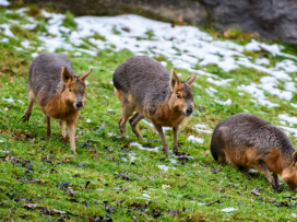 Zavítejte do Zoo Zlín