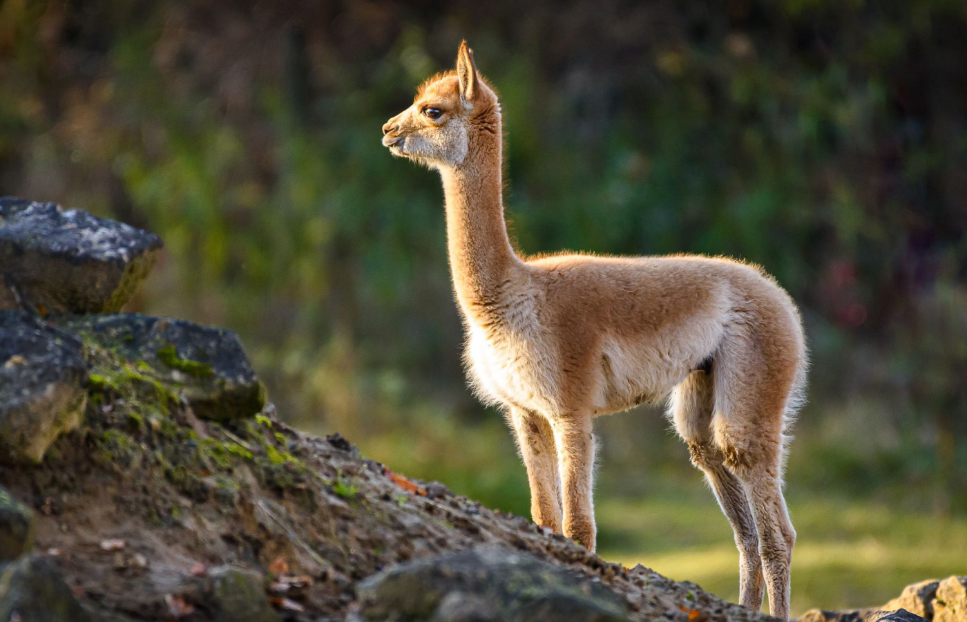 Slavíme úspěšný odchov lamy vikuně, královny And